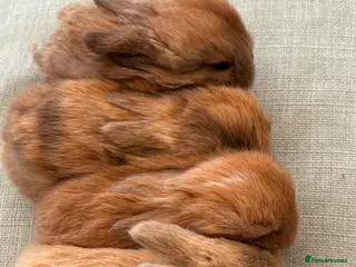 Mini Lop rabbits Baby Mini Lops - Advert 5