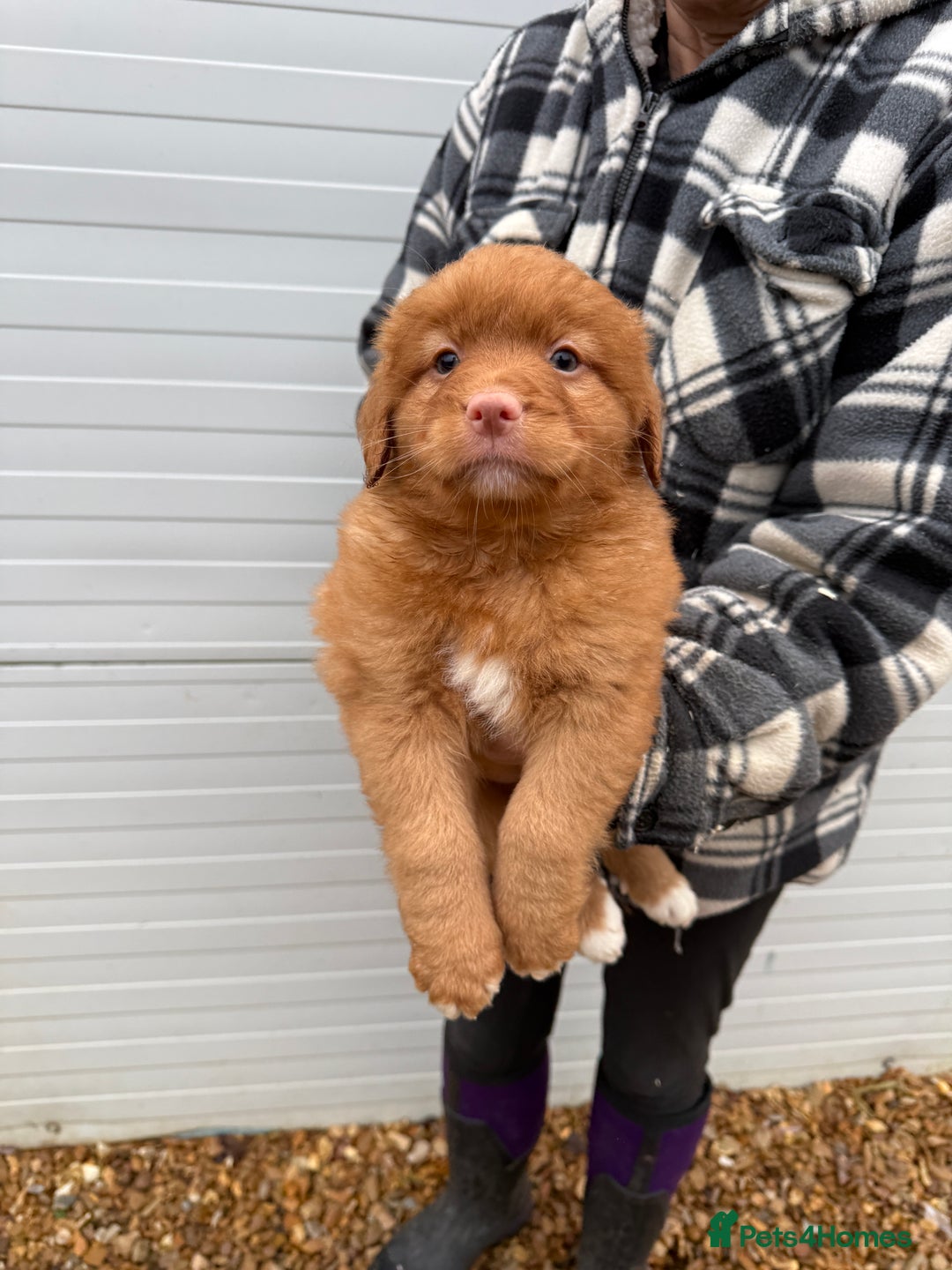 Nova Scotia Duck Tolling Retriever dogs for sale: Beautiful Kc registered nova scotias puppies  - Advert 3