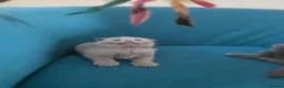 Scottish Fold cats for sale: 3 lovely Scotish Fold kittens  - Advert 14