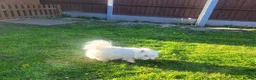 West Highland Terrier dogs for sale: KC registered - Beautiful 2 girls and 2 boys  - Advert 3