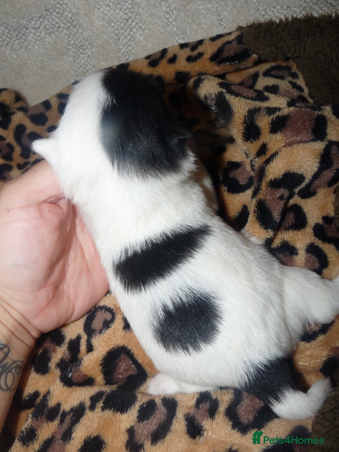 Pomeranian dogs for sale: Pomeranian puppies!  - Image 5