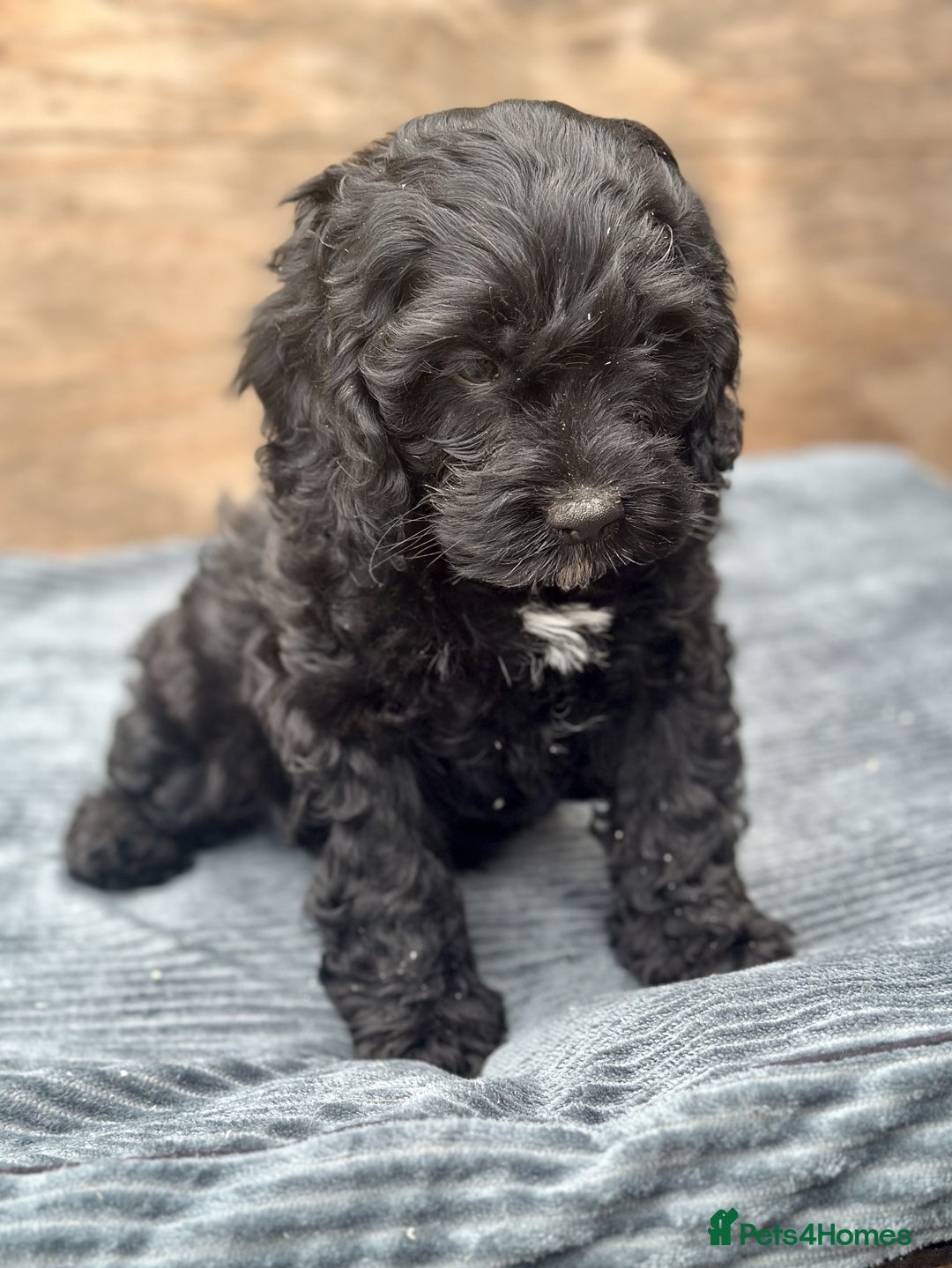 Cavapoo dogs for sale: ⭐️TEDDY- LAST LITTLE BOY NEEDS A HOME⭐️ in Sheffield - Image 8