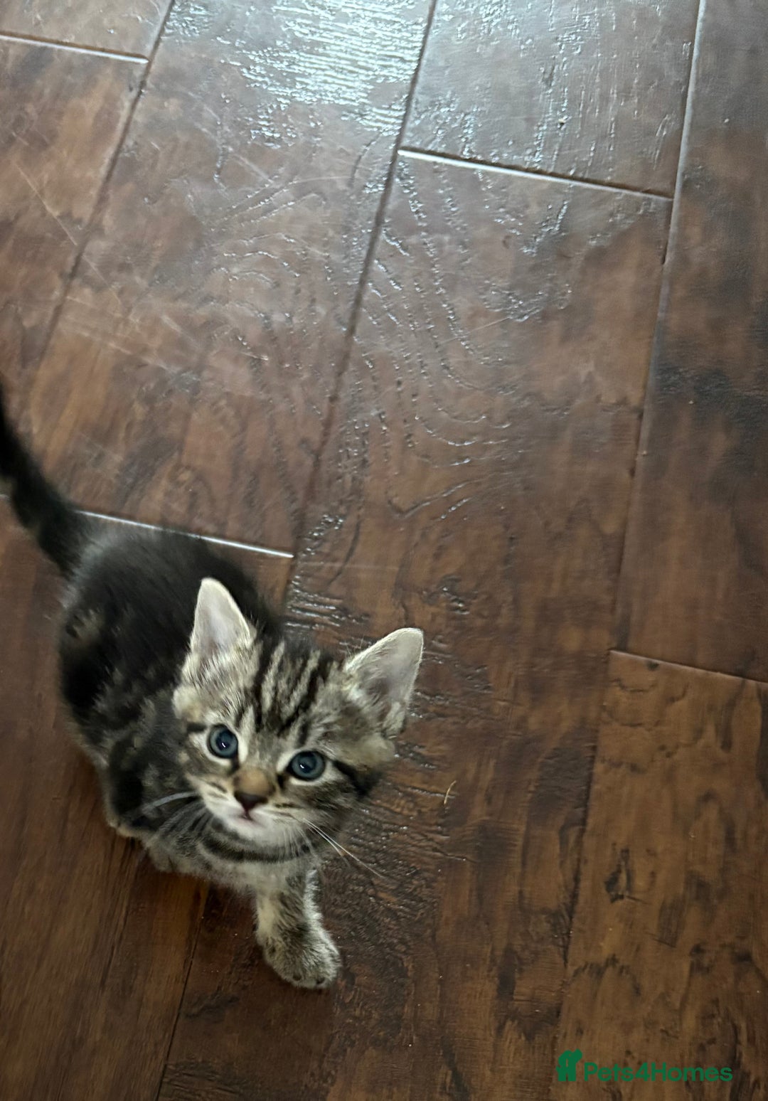 Mixed Breed cats for sale: 4 beautiful kittens for sale - Image 6