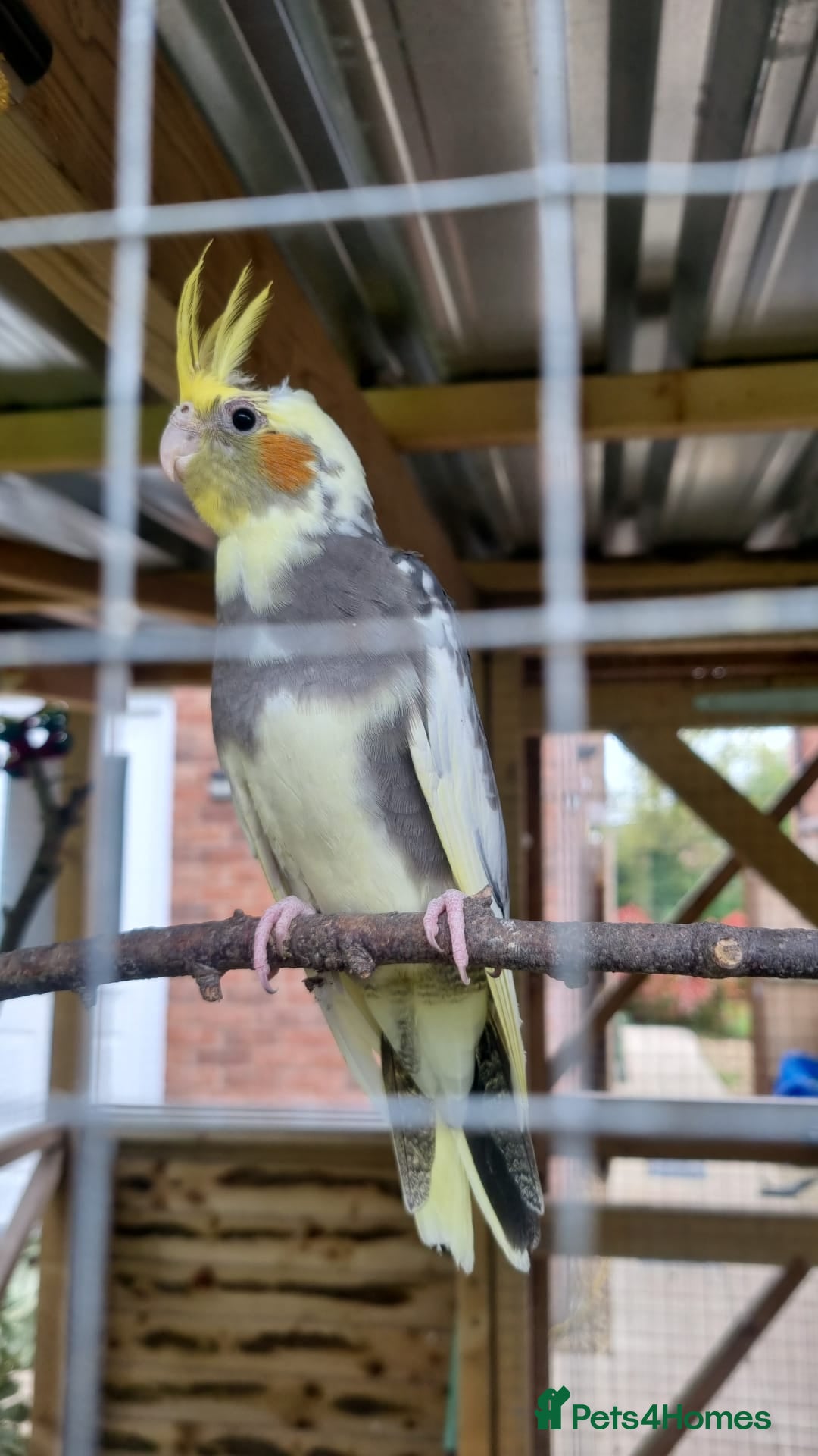 Cockatiels birds for sale: Cockatiels for sale (mixed) - Image 8
