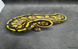 Python Snake reptiles for sale: Royal pythons from £30  - Image 12