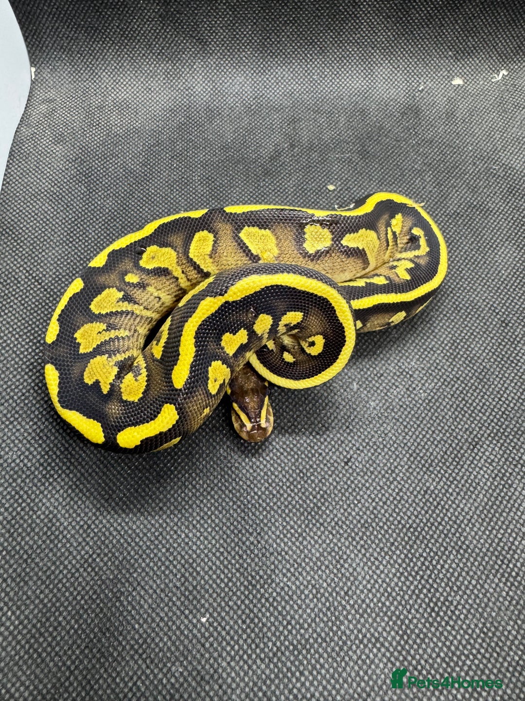 Python Snake reptiles for sale: Royal pythons from £30  - Image 12