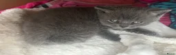 British Shorthair cats for sale: Beautiful British short hair female  - Advert 7