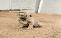 Irish Wolfhound dogs for sale: Irish Wolfhound Puppies For Sale - IKC Registered  - Image 6