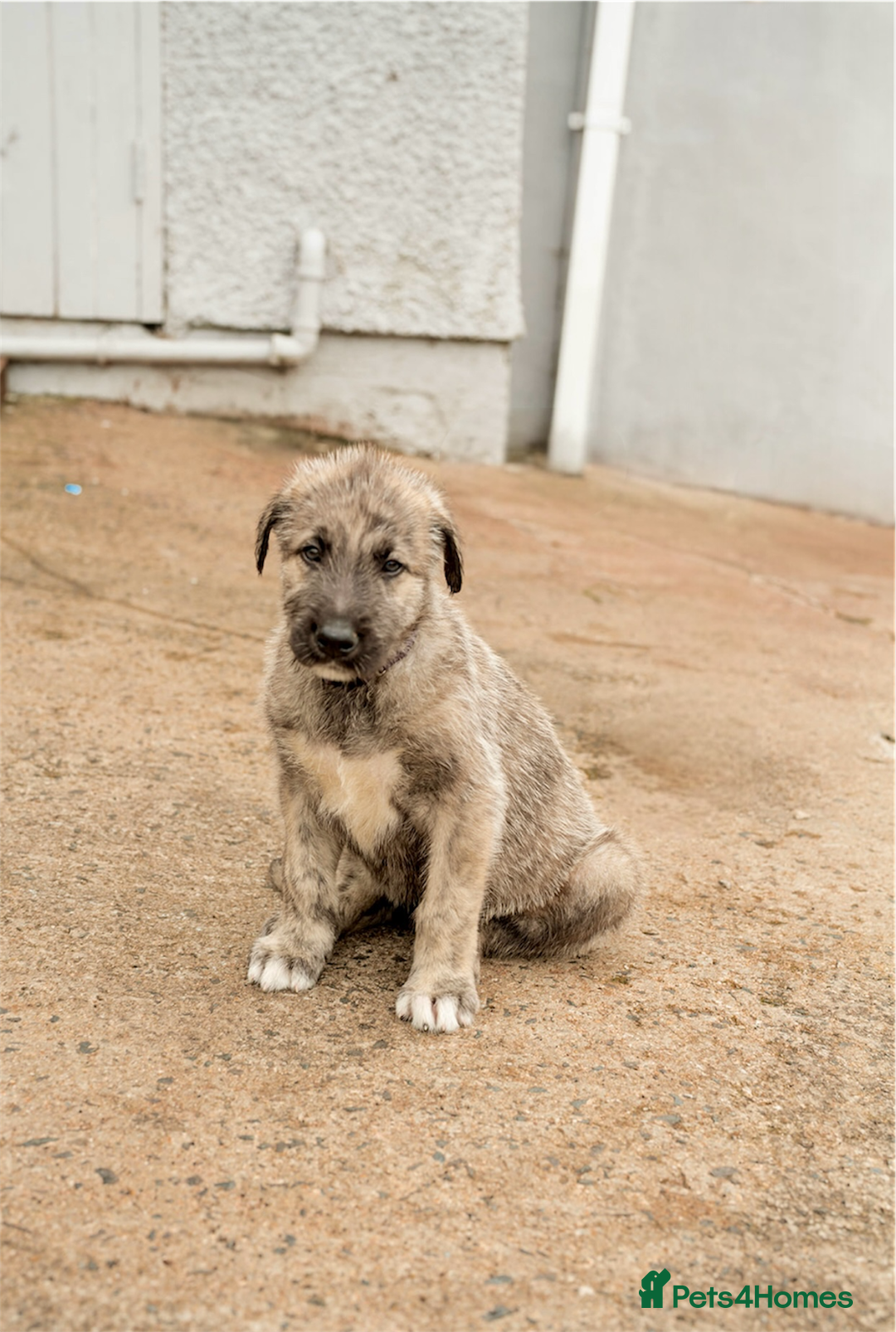 Irish Wolfhound dogs for sale: Irish Wolfhound Puppies For Sale - IKC Registered  - Image 6