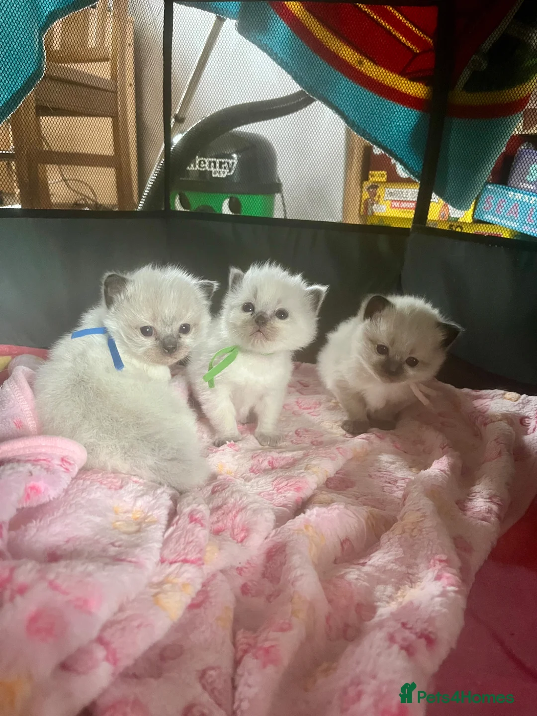 Ragdoll cats for sale: Beautiful GCCF Ragdoll Kittens – 2 Boys Available  - Advert 1