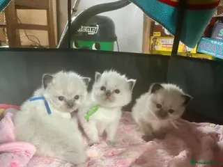 Ragdoll cats Beautiful GCCF Ragdoll Kittens – 2 Boys Available - Advert 1