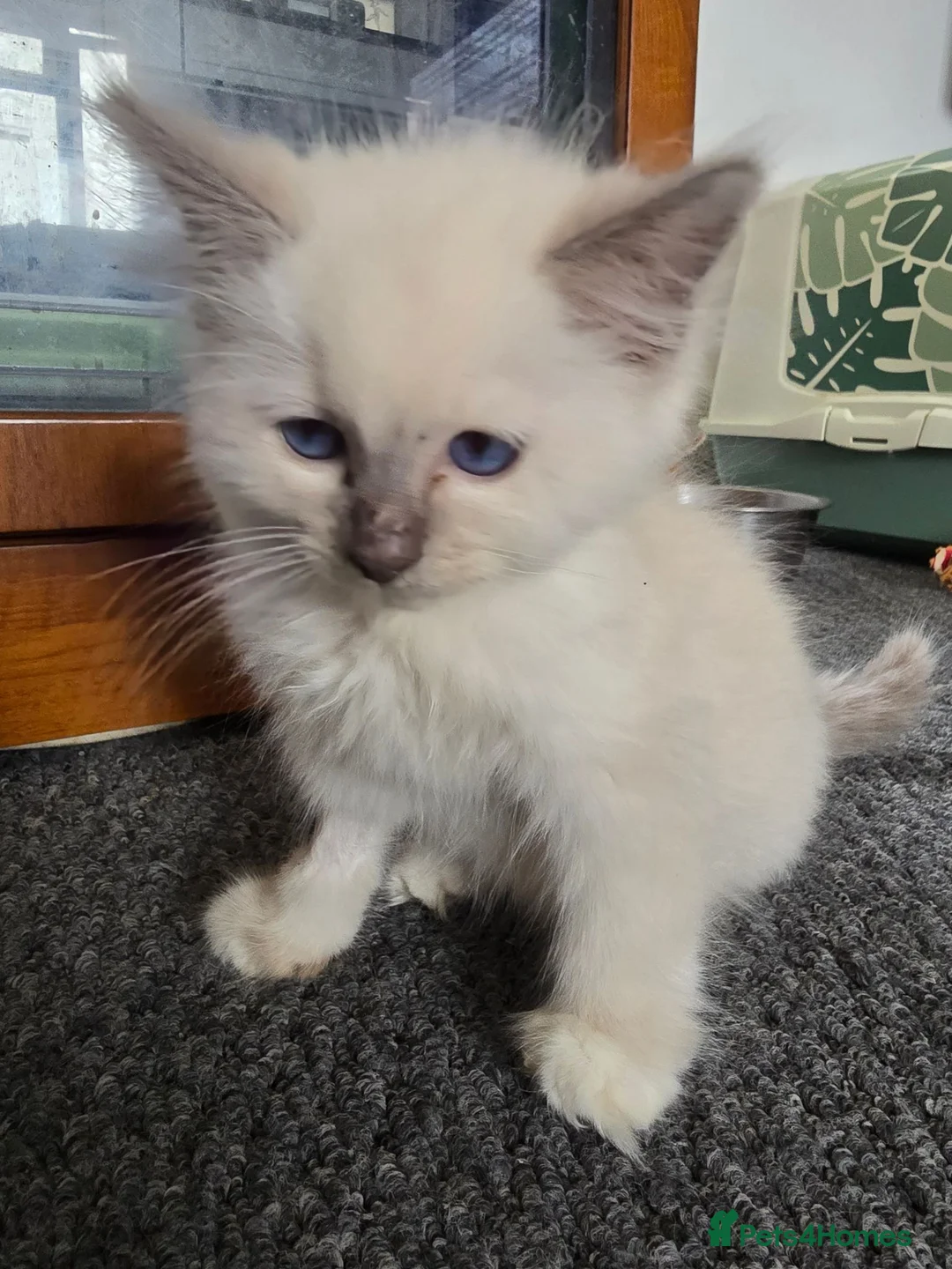 Ragdoll cats for sale: pedigree Ragdoll  - Advert 2