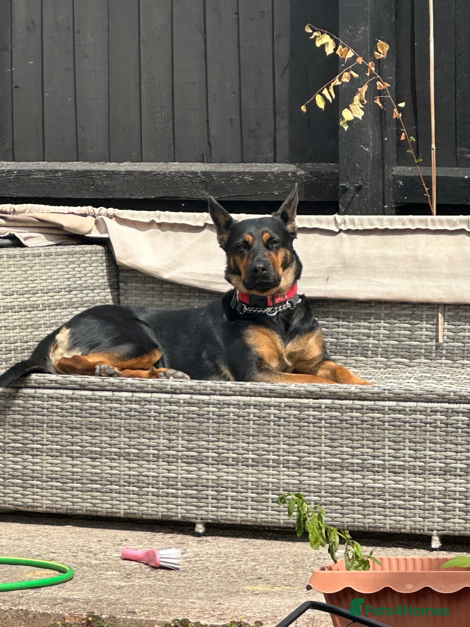 Mixed Breed dogs 3 1/2 year old mixed gsd x rotti - Advert 1