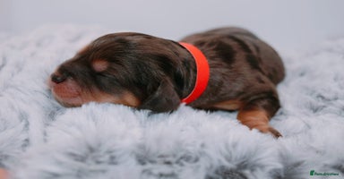 Cavapoo dogs - Advert 14