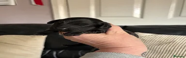 Cockapoo 3