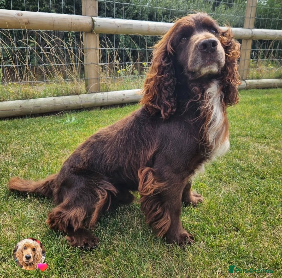 Cocker Spaniel dogs for sale: Cocker Spaniel Puppies - Advert 5
