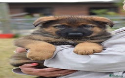 German Shepherd dogs for sale: Adorable big German Shepherd pups - Image 4
