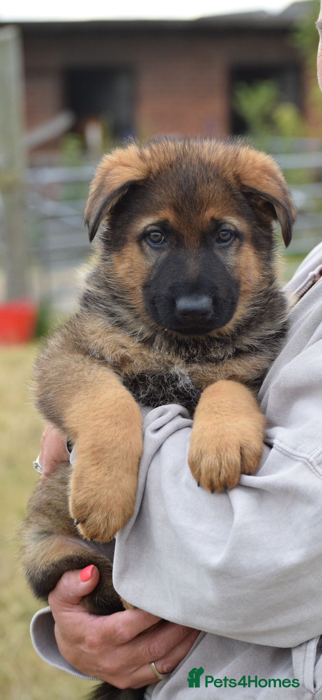 German Shepherd dogs for sale: Adorable big German Shepherd pups - Image 4