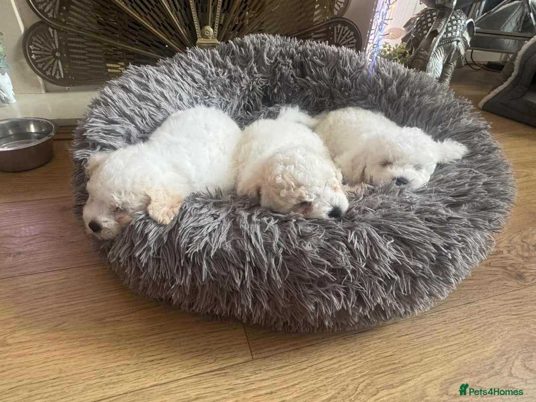 Bichon Frise dogs for sale: Bichon frise puppies 2 boys 1 girl - Image 5