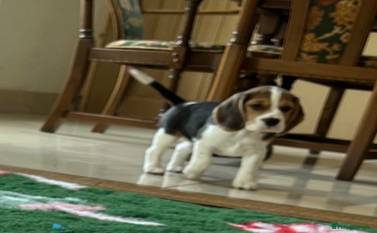 Beagle dogs - Advert 2