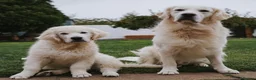 Golden Retriever dogs for sale: Big Chunky Golden Retriever K Club Registered Pups - Advert 9