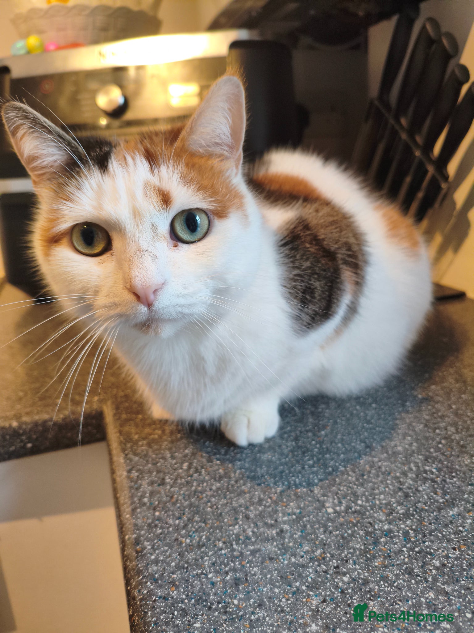 Mixed Breed cats 7 year old Calico cat  - Advert 9