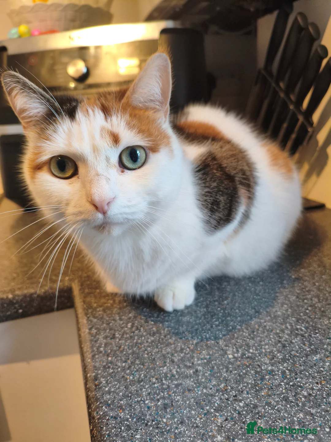 Mixed Breed cats for sale: 7 year old Calico cat  - Advert 1