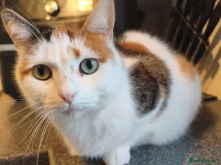Mixed Breed cats 7 year old Calico cat - Advert 9