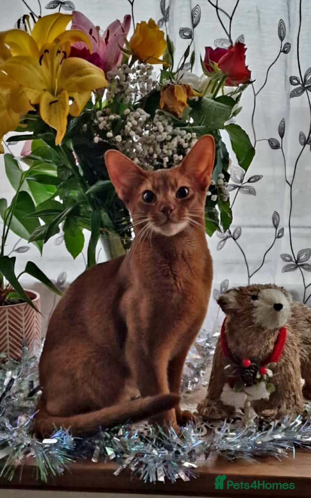 Abyssinian cats for stud: MR Gucci ( Ginger) in Great Yarmouth - Advert 1
