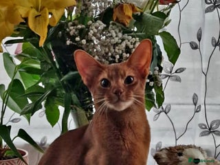 Abyssinian cats in Great Yarmouth - Advert 1