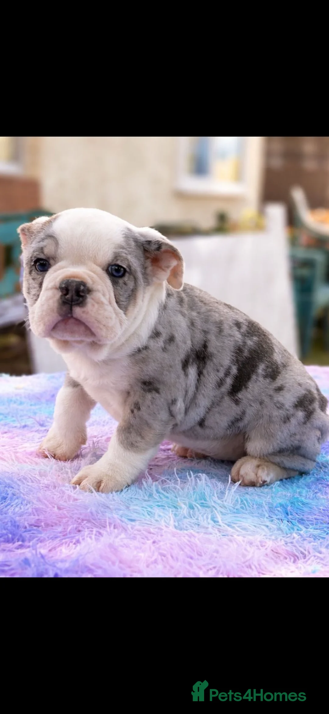 English Bulldog dogs for sale: English bulldog girl  - Advert 2