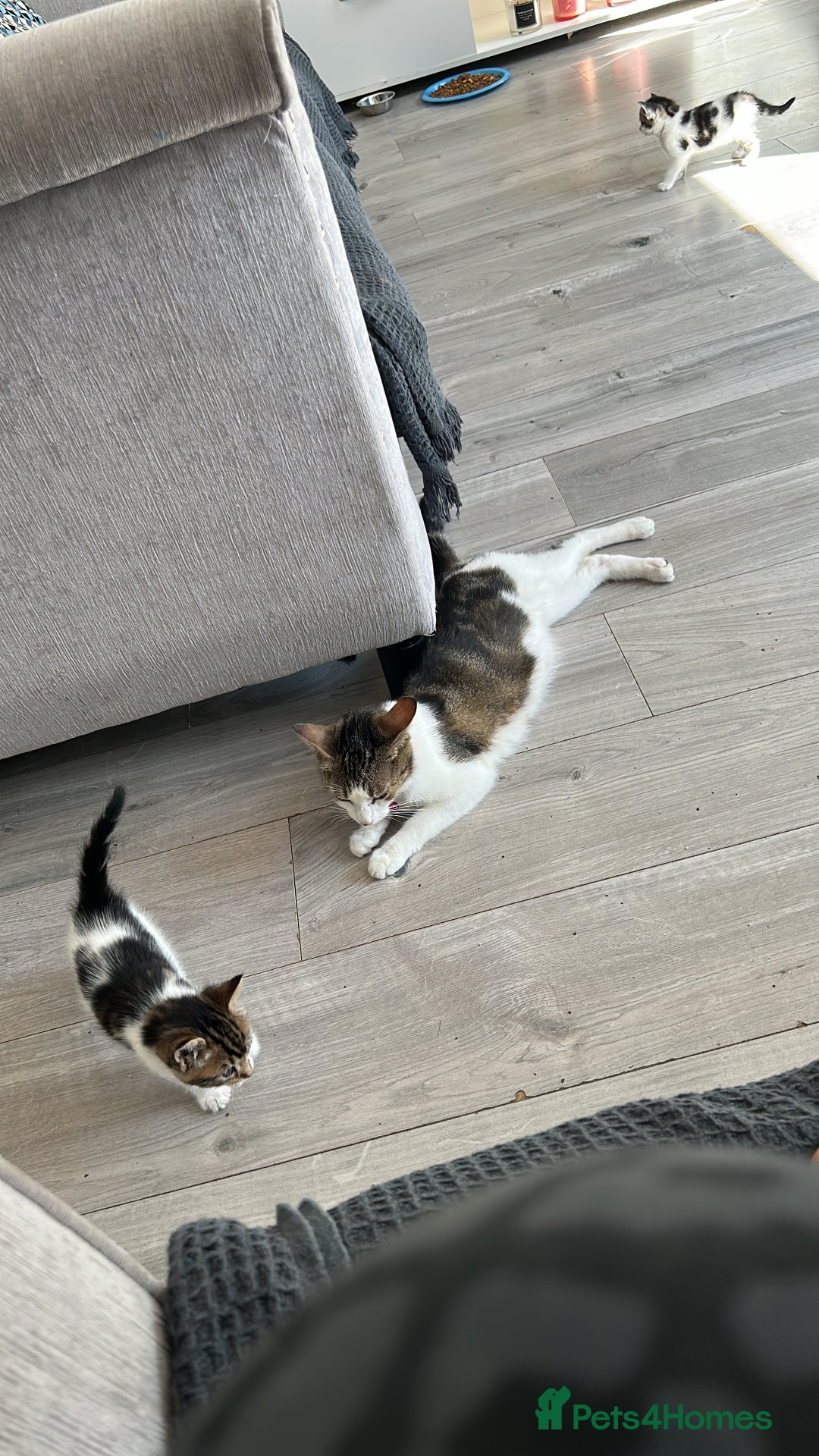 Mixed Breed cats for sale: Kittens  - Image 7