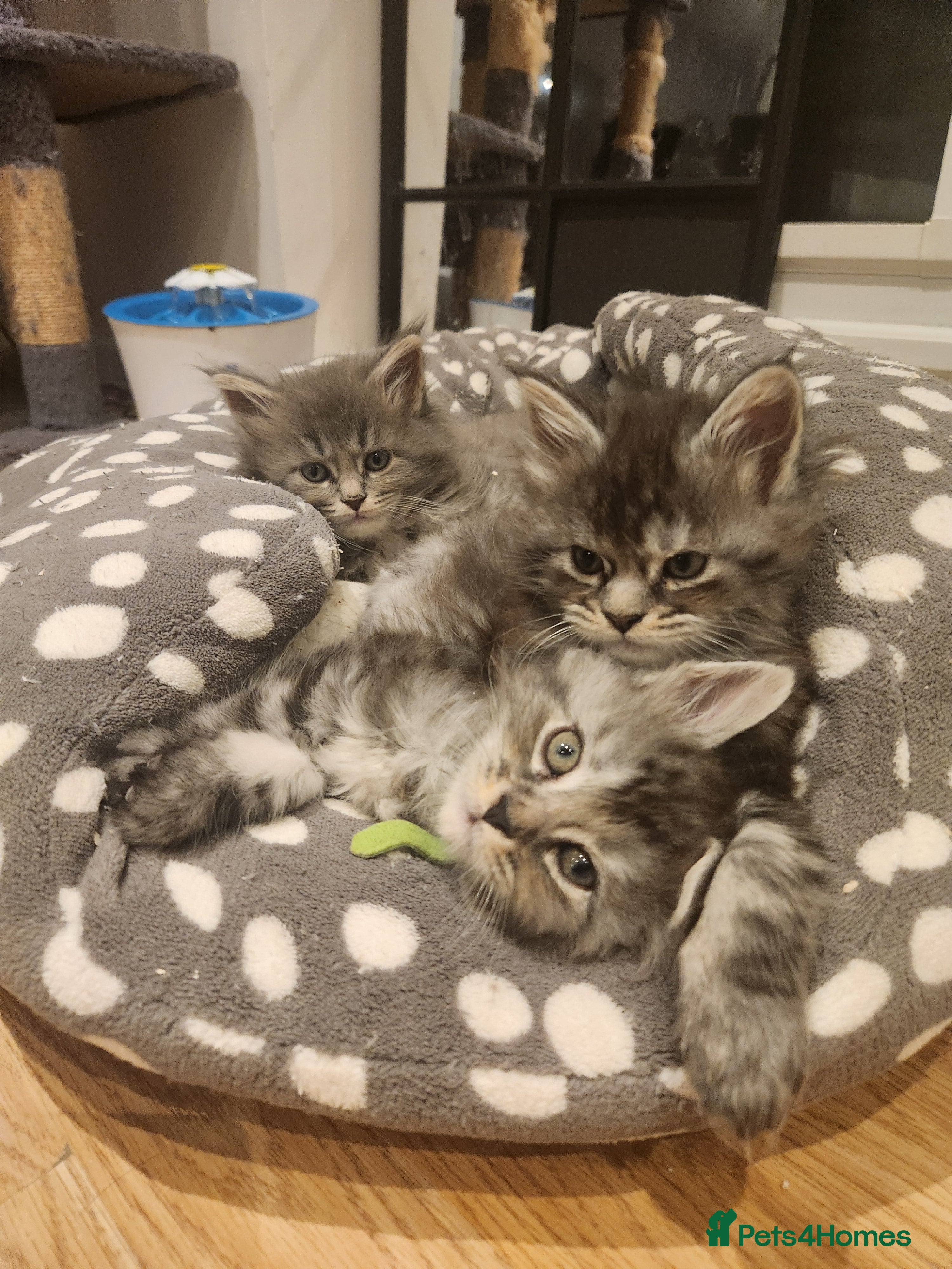 Maine Coon cats Pure Maine coon kittens 4 left boys 3 girls  - Advert 7