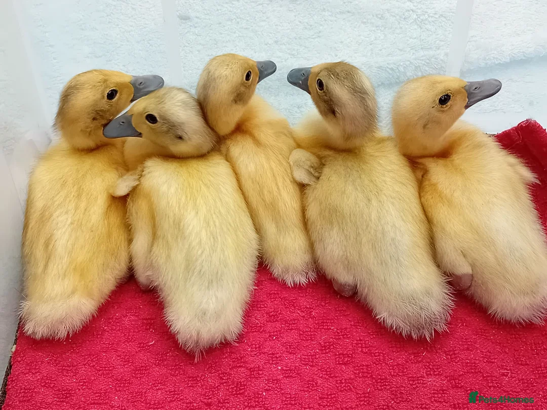 Ducks poultry for sale: Pure Silver Indian Runner Ducklings for SALE - Advert 1
