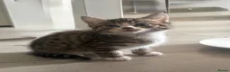 Siberian cats for sale: Beautiful Siberian x kittens  - Advert 2