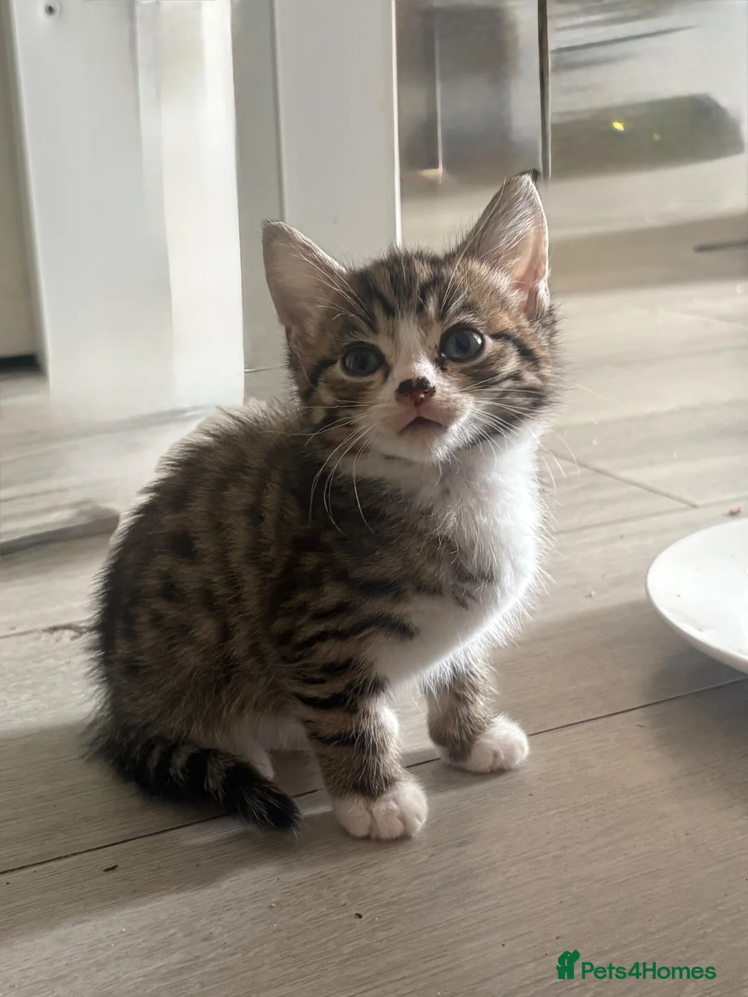 Siberian cats for sale: Beautiful Siberian x kittens  - Advert 2
