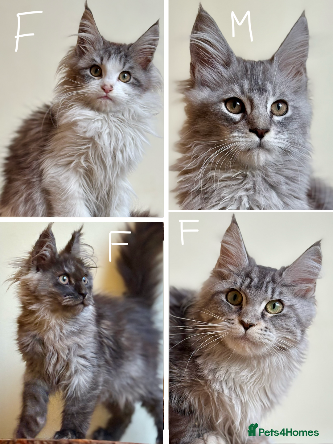 Maine Coon cats for sale: Beautiful pure bread maine coon kittens  - Image 34