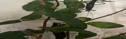 Stick Insects invertebrates for sale: Black Beauty stick insect nymphs for sale in Milford Haven - Advert 4