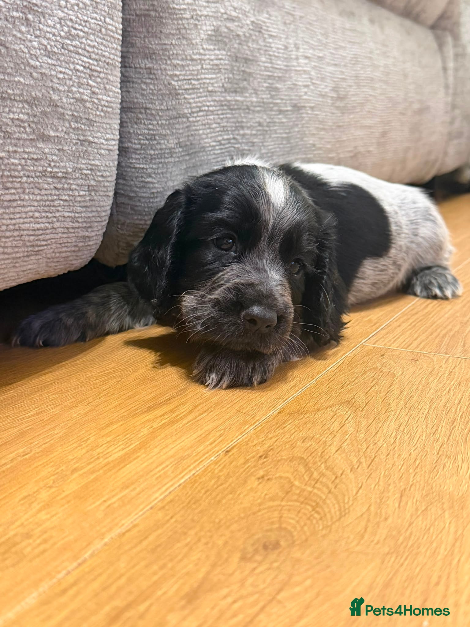 Cocker Spaniel dogs 3 beautiful cocker spaniel puppies  - Advert 15