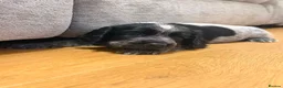 Cocker Spaniel dogs for sale: 3 beautiful cocker spaniel puppies  - Advert 3