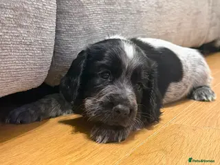 Cocker Spaniel dogs 3 beautiful cocker spaniel puppies - Advert 3