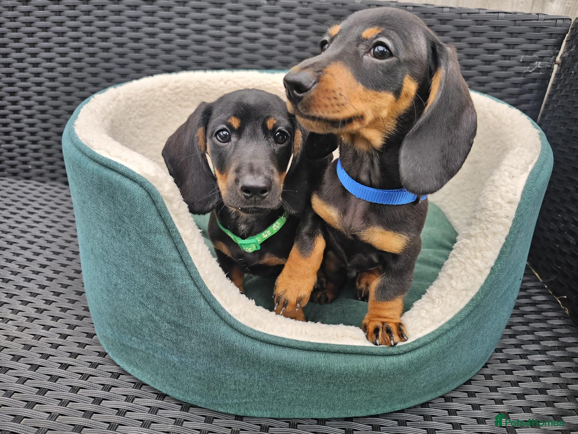Dachshund dogs Super sweet Dachshund puppies - Advert 4