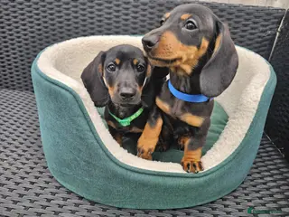 Dachshund dogs Super sweet Dachshund puppies - Advert 4
