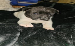 Mixed Breed dogs for sale: American akita x staffy pups for sale  - Image 6