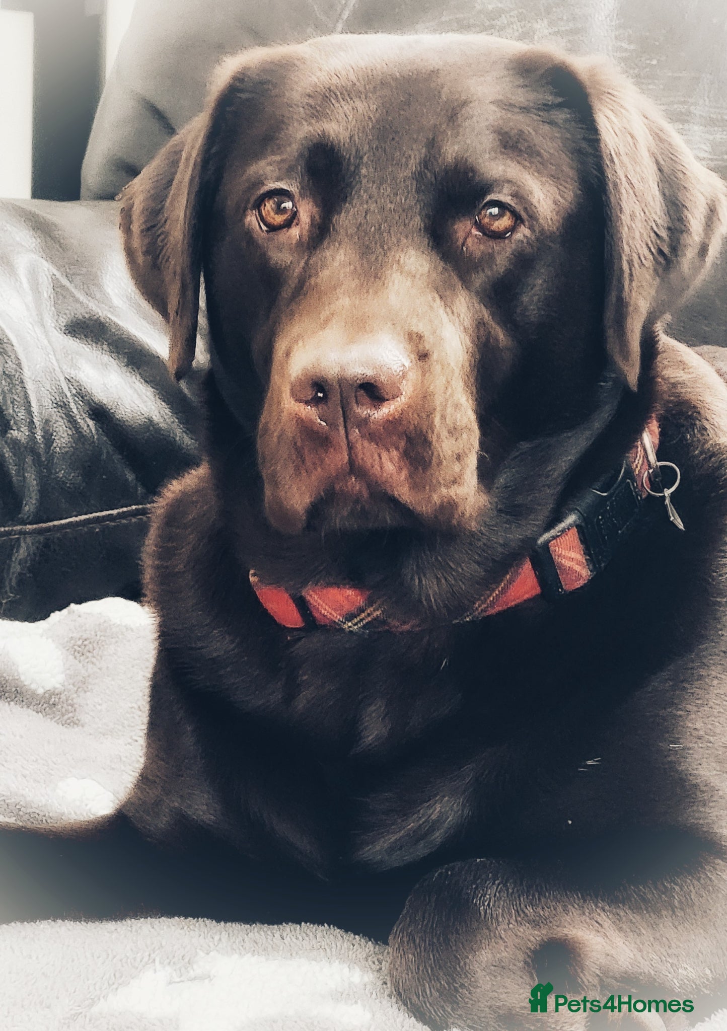 Labrador Retriever dogs Ready- Home raised KC Chunky Chocolate Labradors - Advert 2