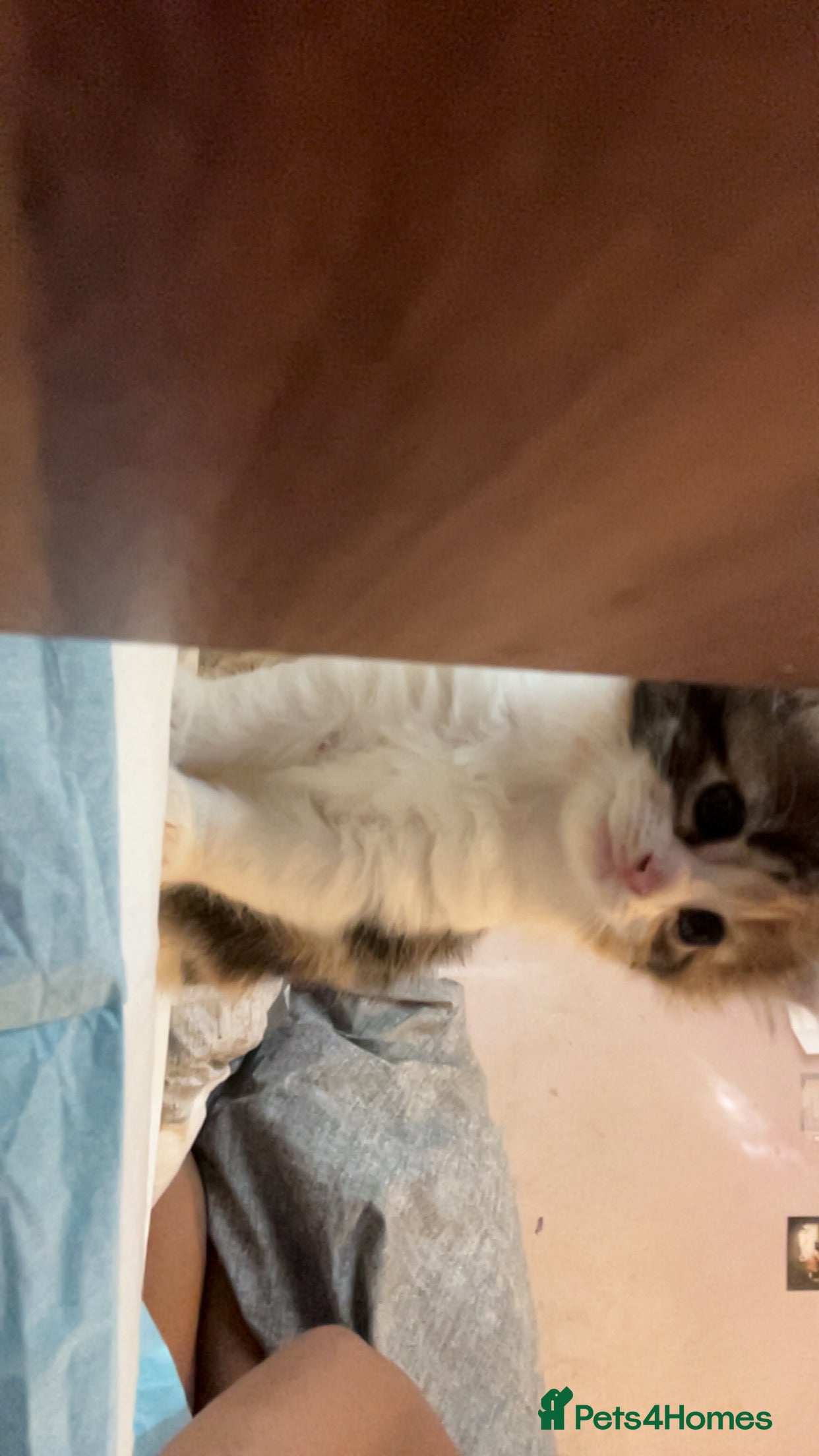 Mixed Breed cats Kittens for sale  - Advert 1