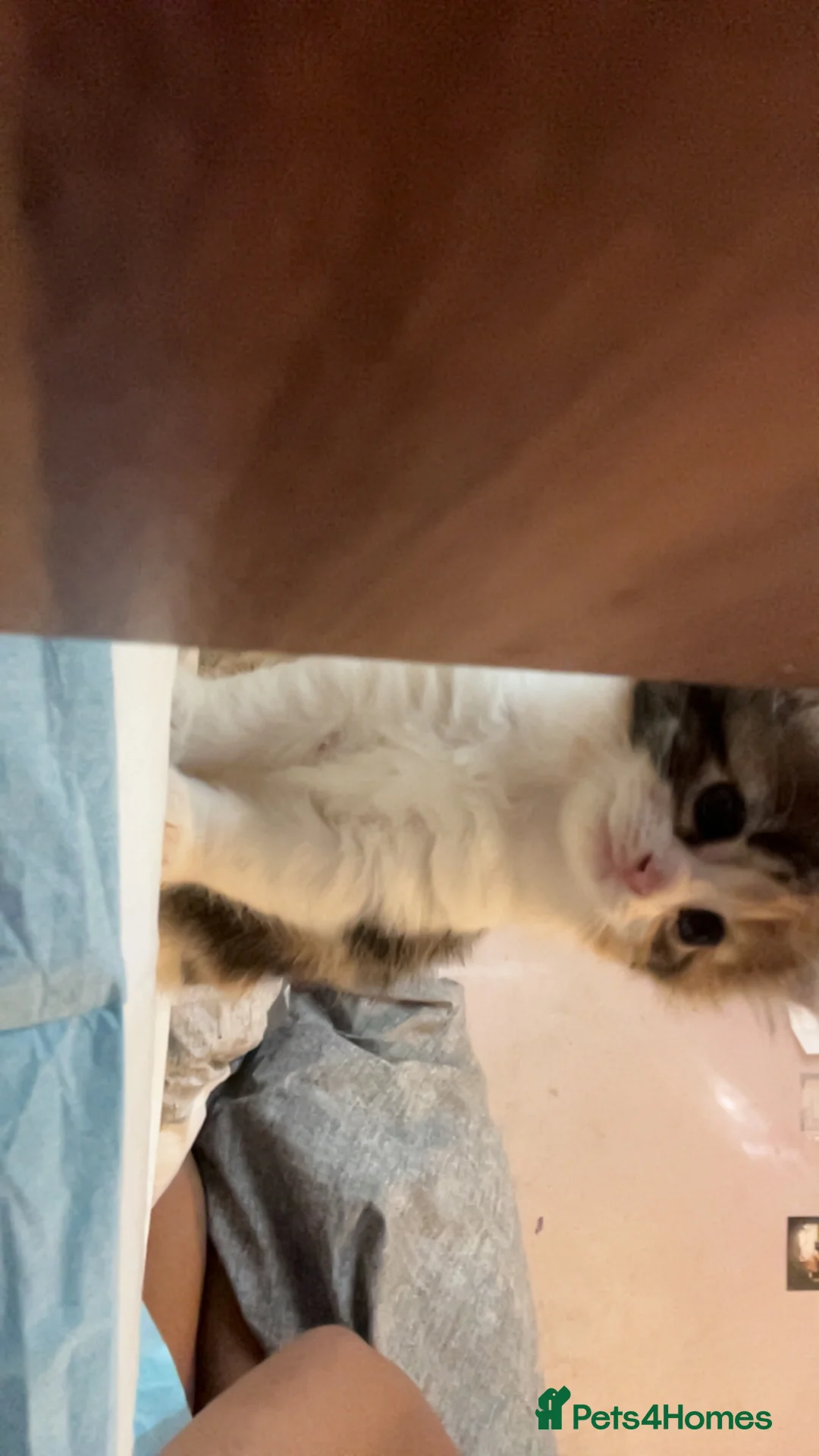 Mixed Breed cats for sale: Kittens for sale  in Birmingham - Advert 1