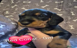 Dachshund dogs for sale: Standard Dachshund Puppies - Advert 2
