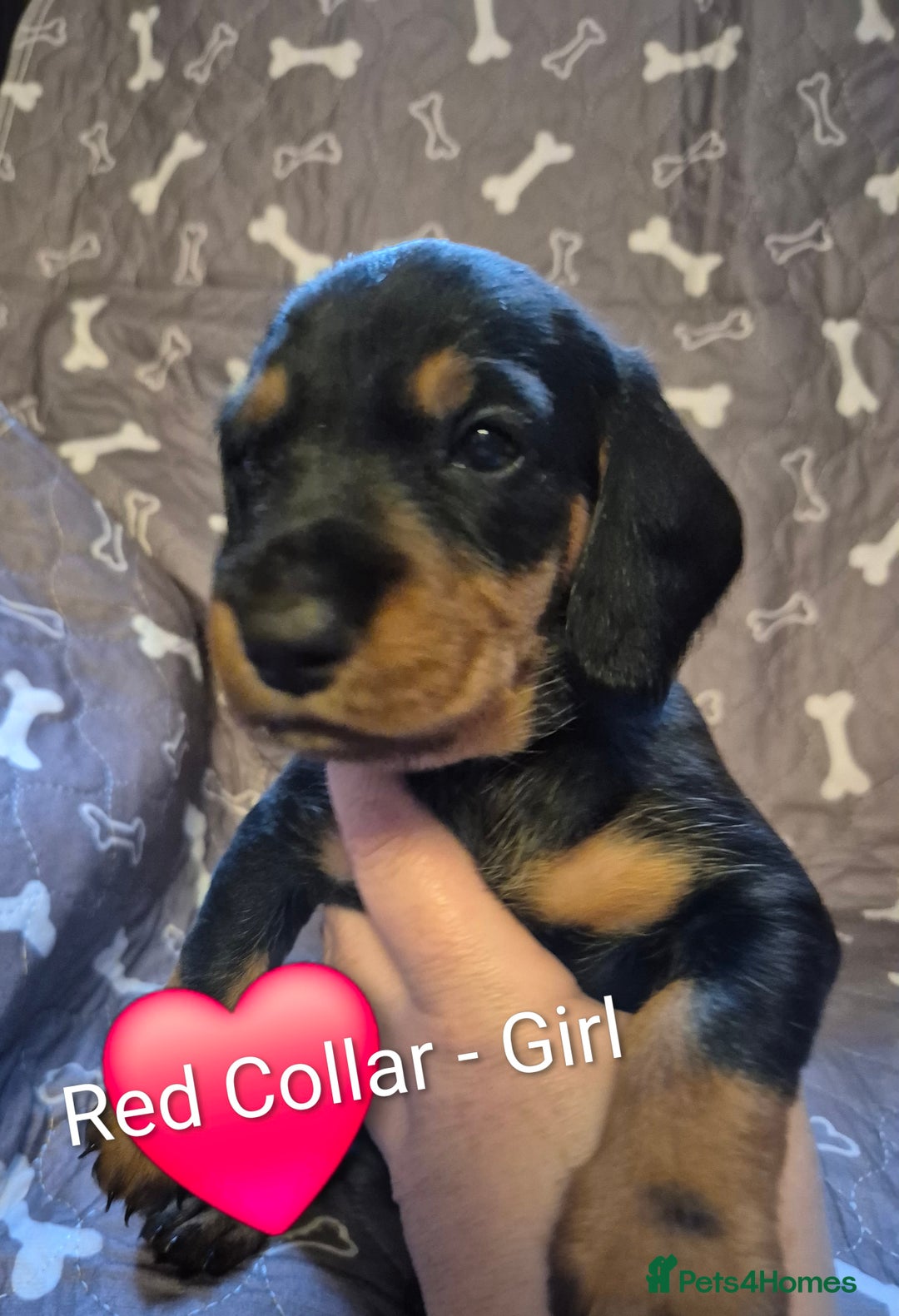 Dachshund dogs for sale: Standard Dachshund Puppies - Advert 2