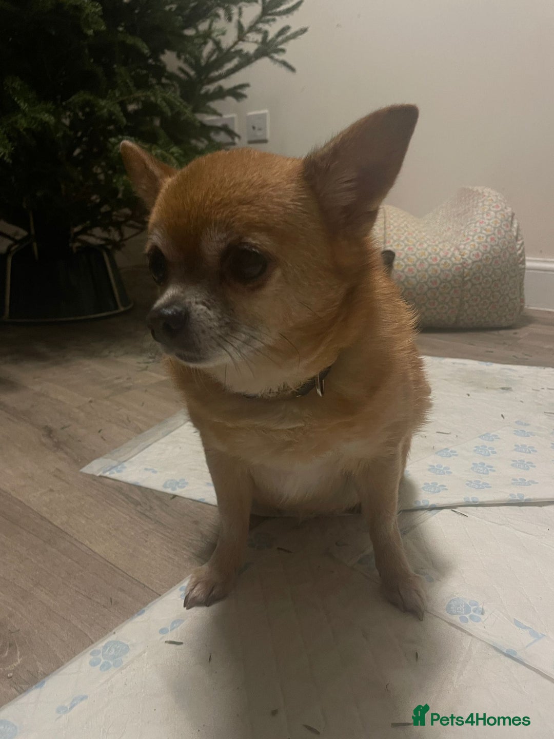 Chihuahua dogs for sale: Pocket size longhaired Beautiful Chihuahua Girl - Advert 9